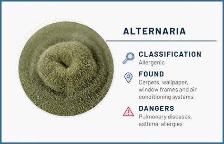 Where is alternaria tenuis mold found?