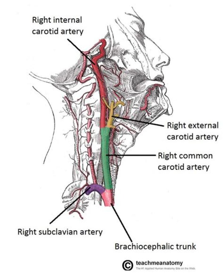 Where is carotid artery located on neck?