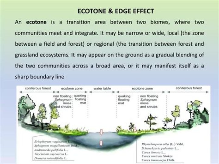 Where is ecotone located?