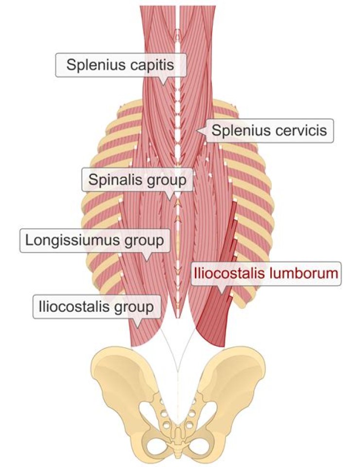 Where is iliocostalis lumborum?