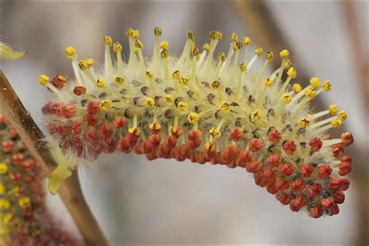 Where is salix purpurea native to?