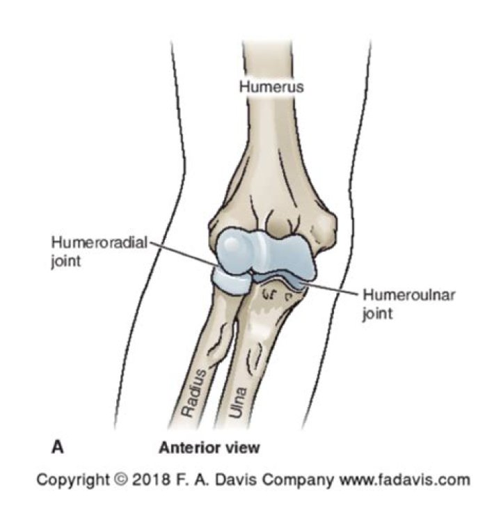 Where is the humeroulnar joint?