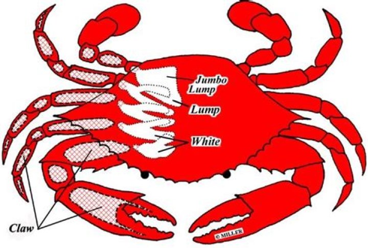 Where is the meat in crab?