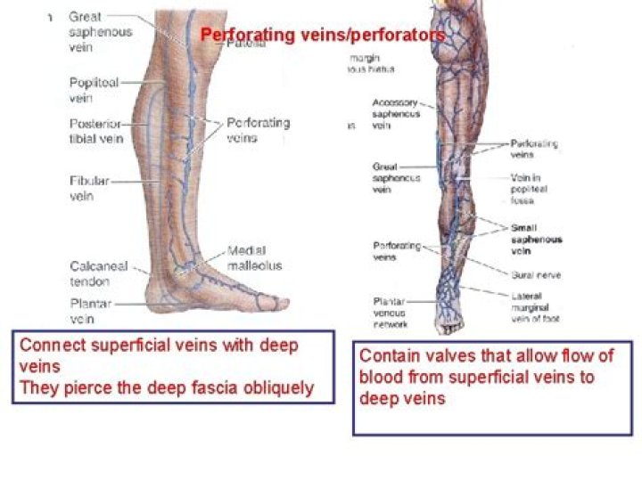 Where is the perforator vein?