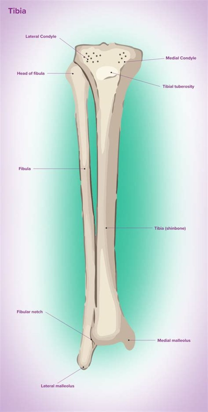 Where is tibial plateau located?