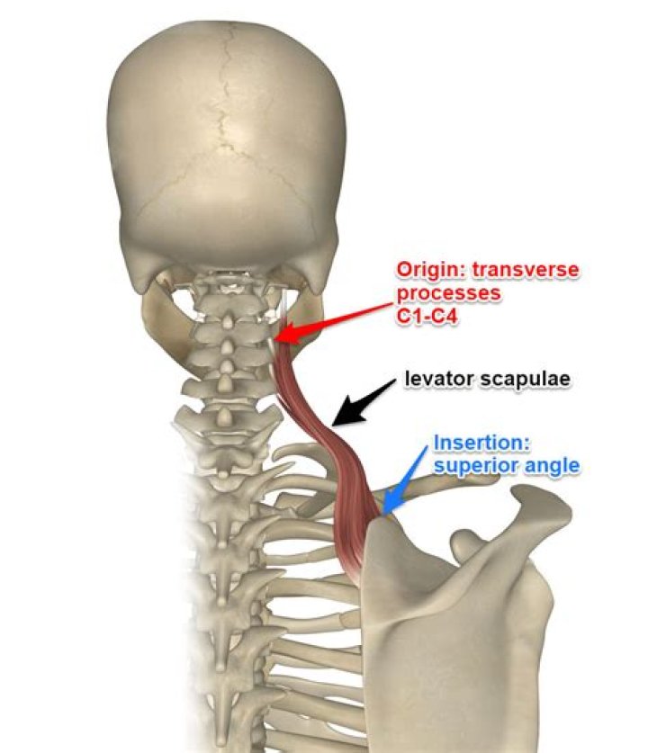 Where levator scapulae muscle?
