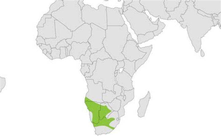 Where meerkat are found?