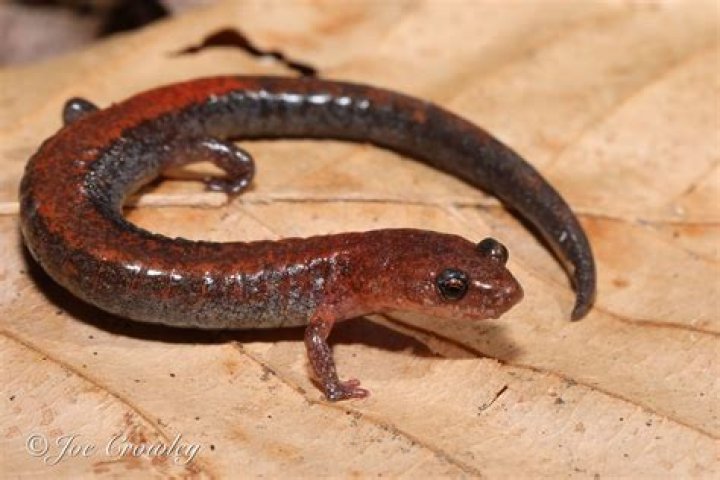 Where to find red-backed salamander?