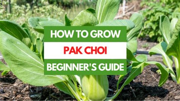 Where to grow pak choi?
