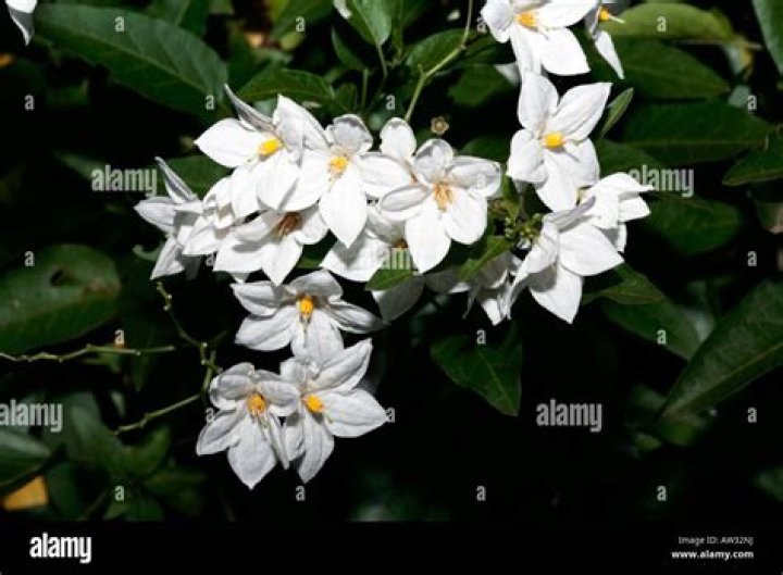 Where to plant solanum jasminoides?