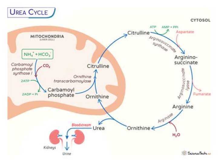 Where urea cycle takes place?