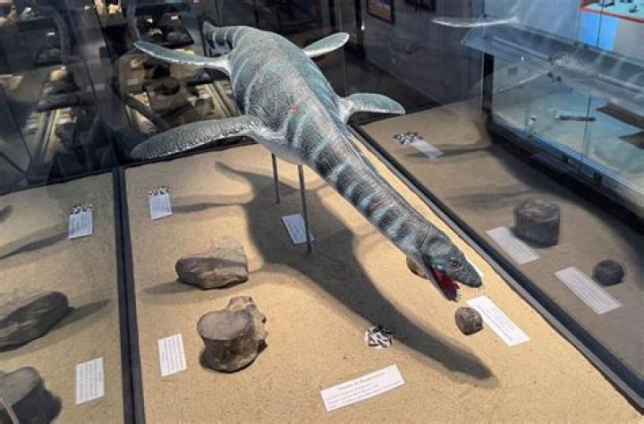 Where was the elasmosaurus found?