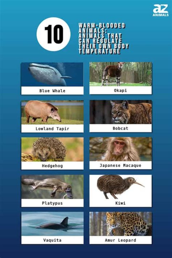 Which animal has hot blood?