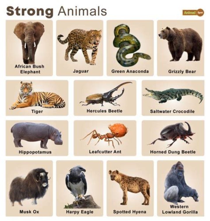 Which animal is courageous?