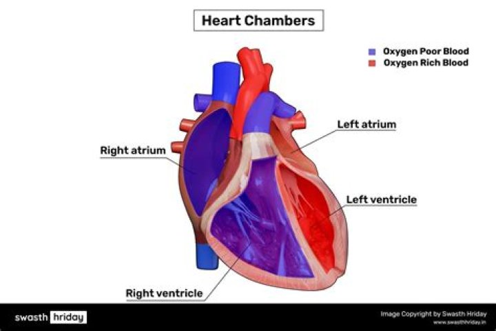 Which chambers of the heart contain oxygenated blood quizlet?