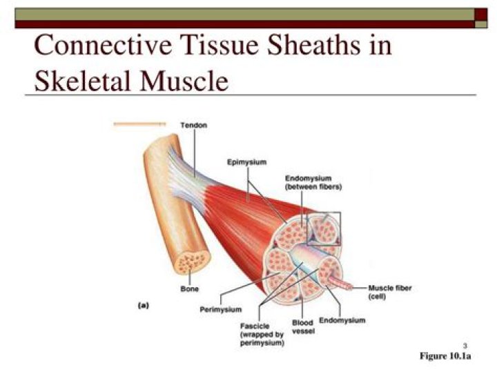 Which connective tissue attaches bone to muscle?