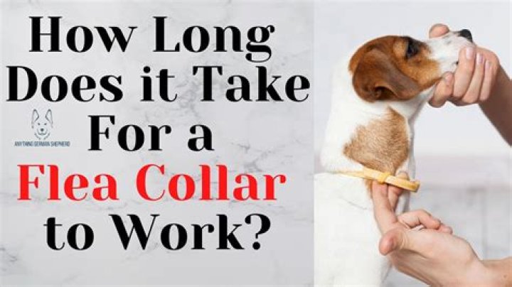 Which flea collars work?