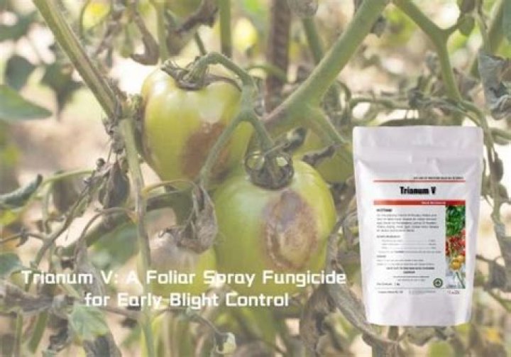 Which fungicide is best for alternaria?