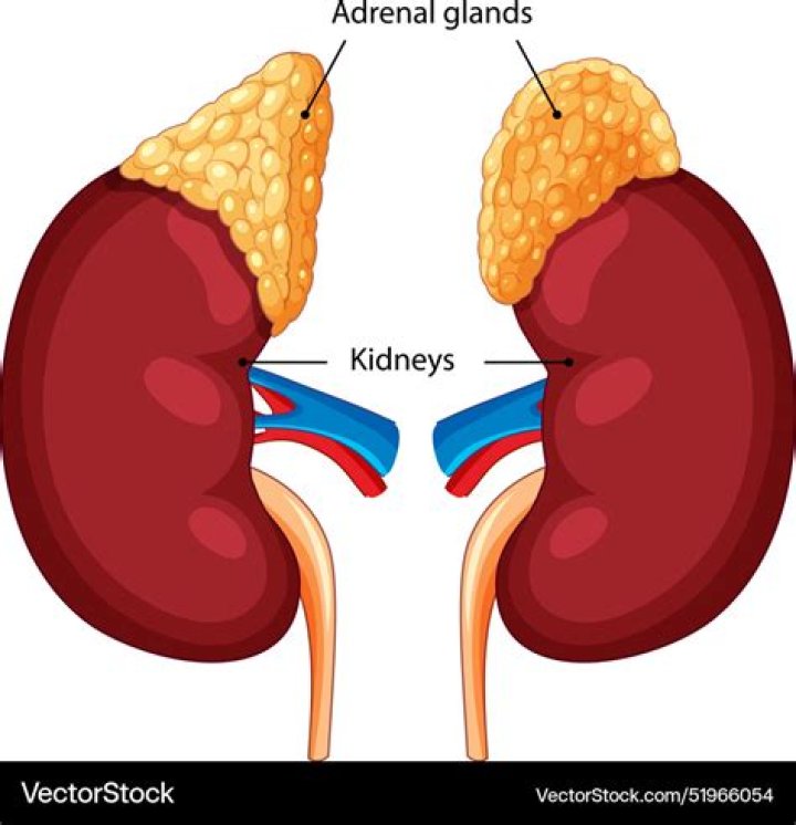 Which glands) sit) on top of each kidney?