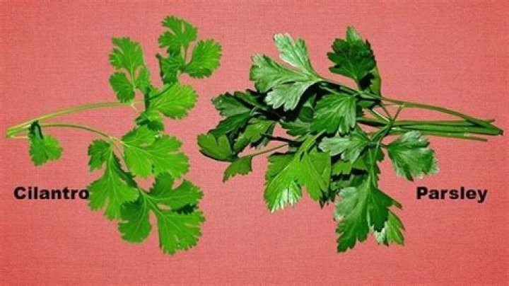 Which is better cilantro or parsley?