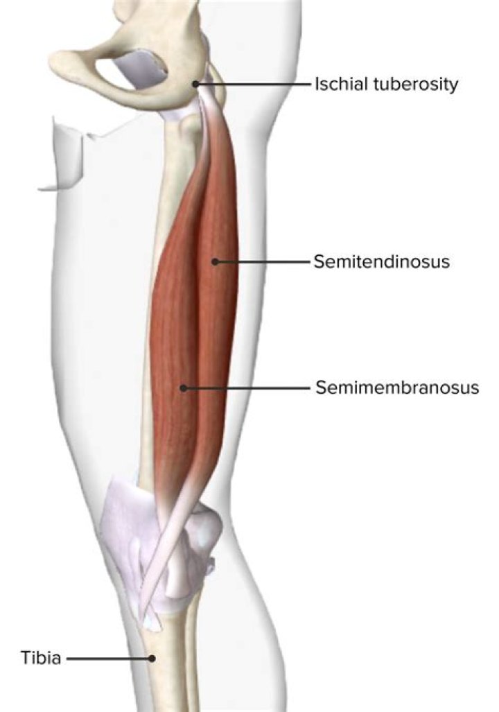 Which is more medial semitendinosus and semimembranosus?