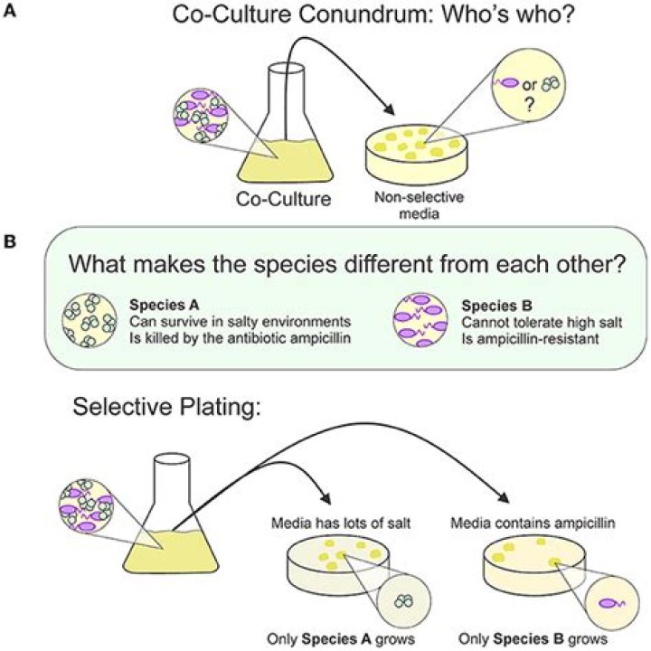 Which is suitable for culturing mycological specimen?