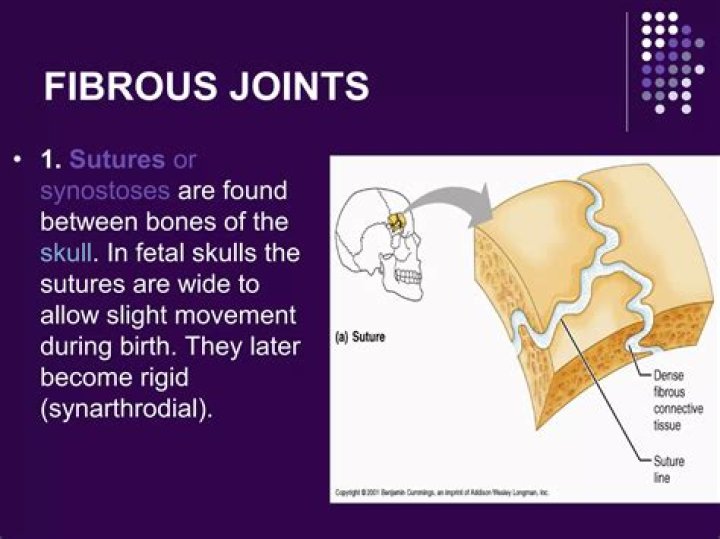 Which joints are synostoses?