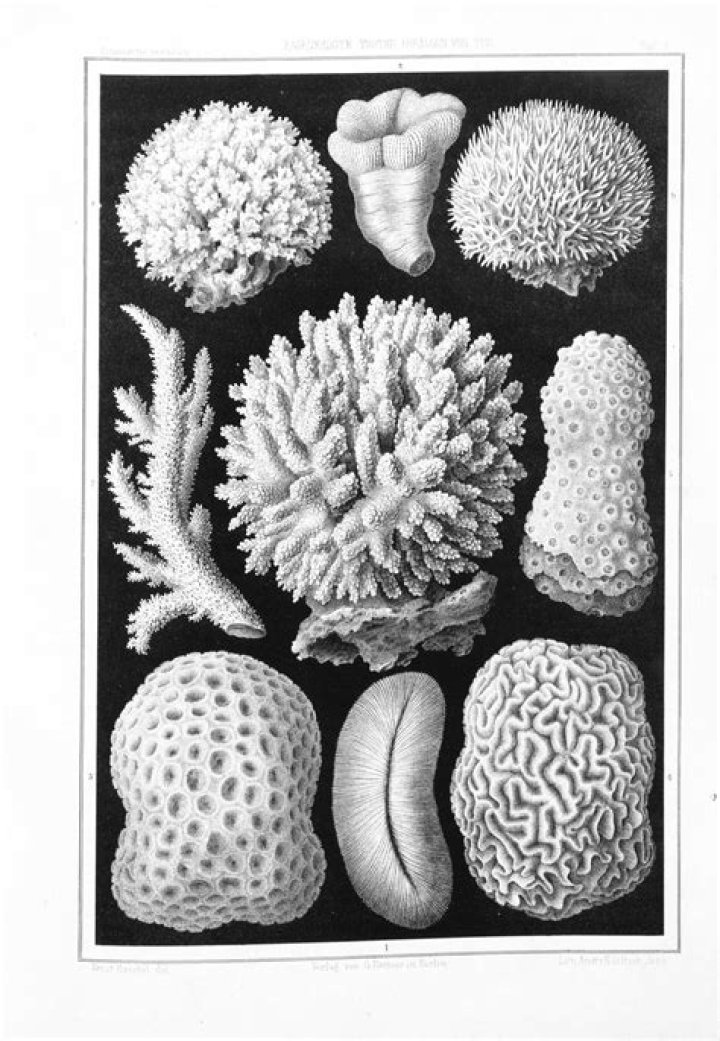 Which law was stated by ernst haeckel?