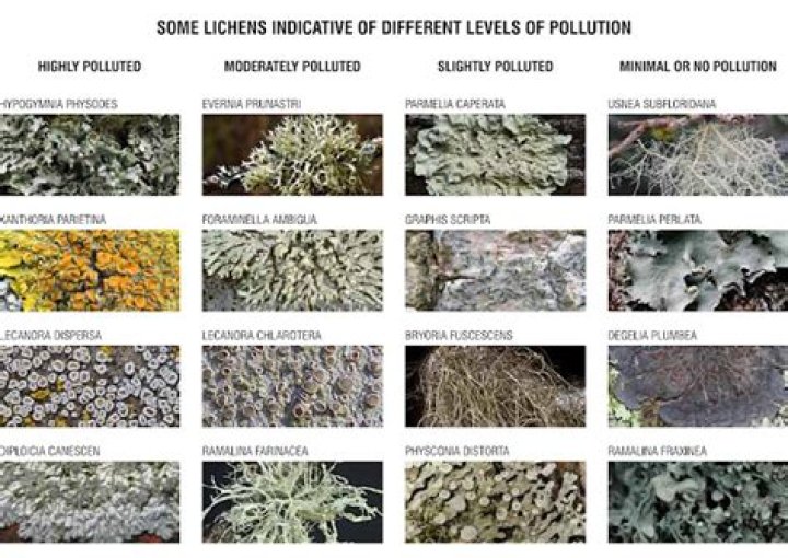 Which lichen is most sensitive to pollution?