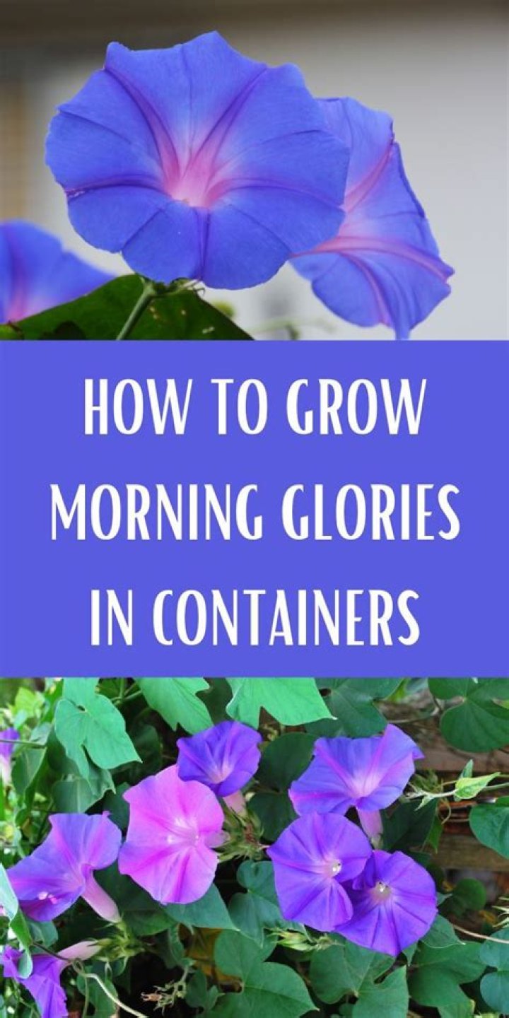 Which morning glories contain lsa?