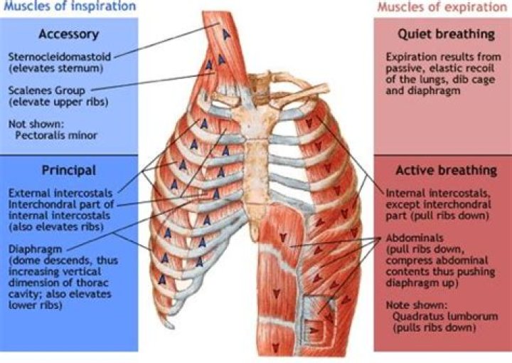 Which muscles of respiration are innervated by the phrenic nerve?