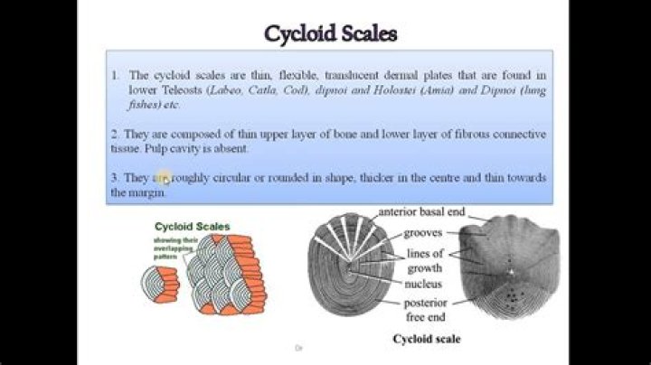 Which of the following has cycloid scales?