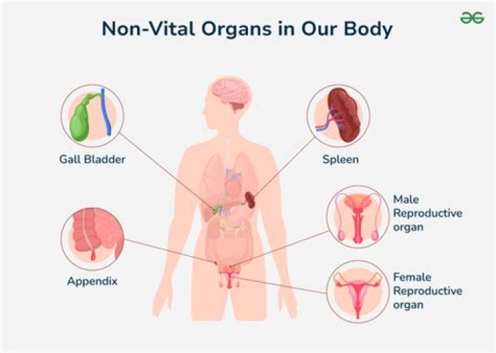 Which of the following is considered a non vital organ?