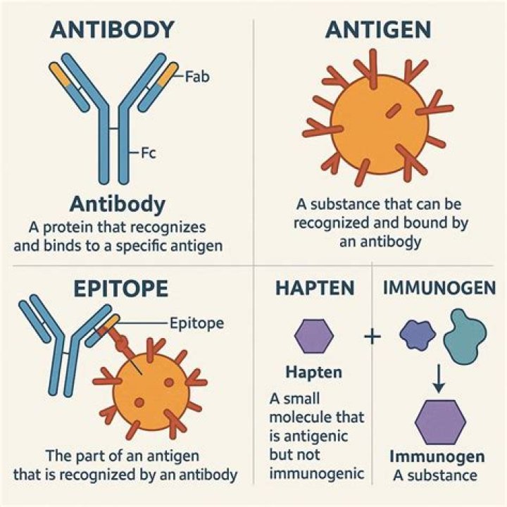 Which part of an antibody recognizes and binds antigens?
