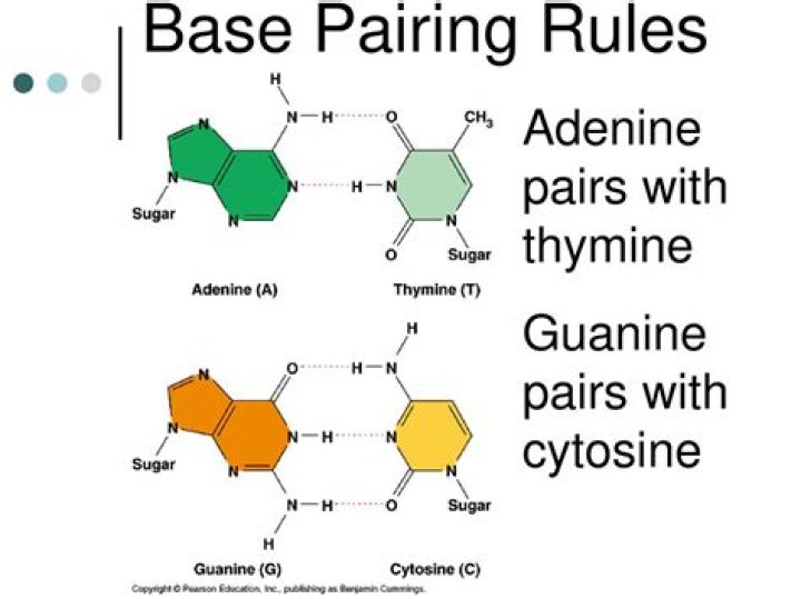 Which shows a correctly paired dna molecule?