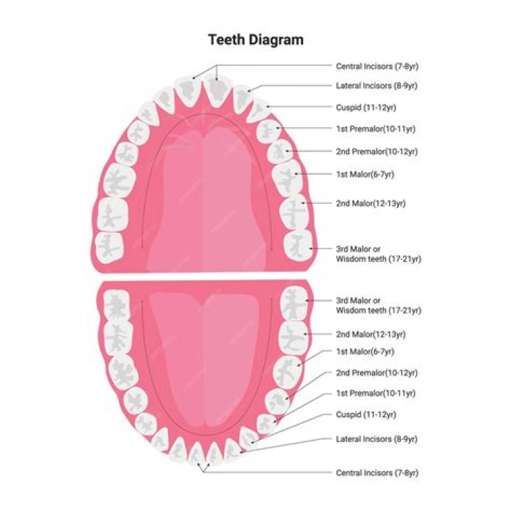 Which tooth is the incisor?