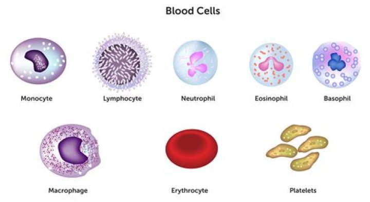 Which white blood cells engulf pathogens?