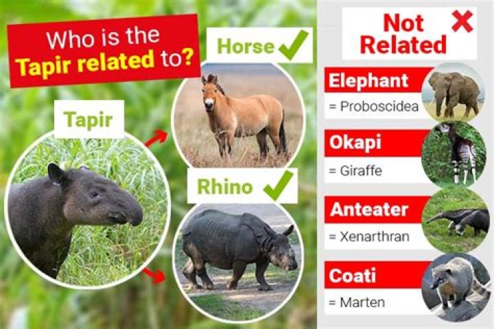 Who are tapir related to?