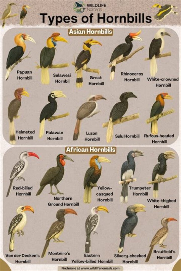 Who are the predators of hornbills?