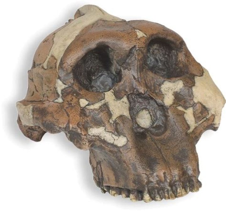 Who discovered paranthropus boisei?