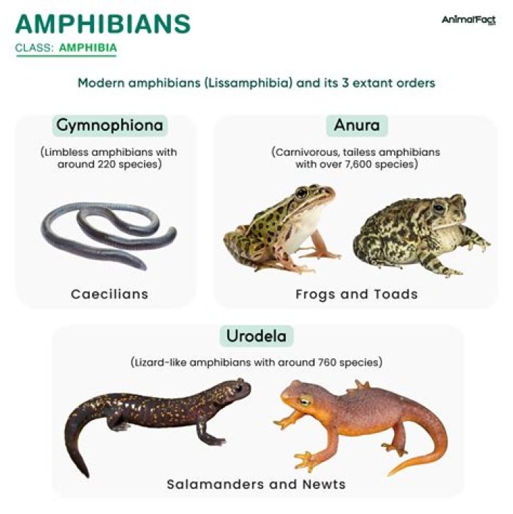 Who do amphibians reproduce?