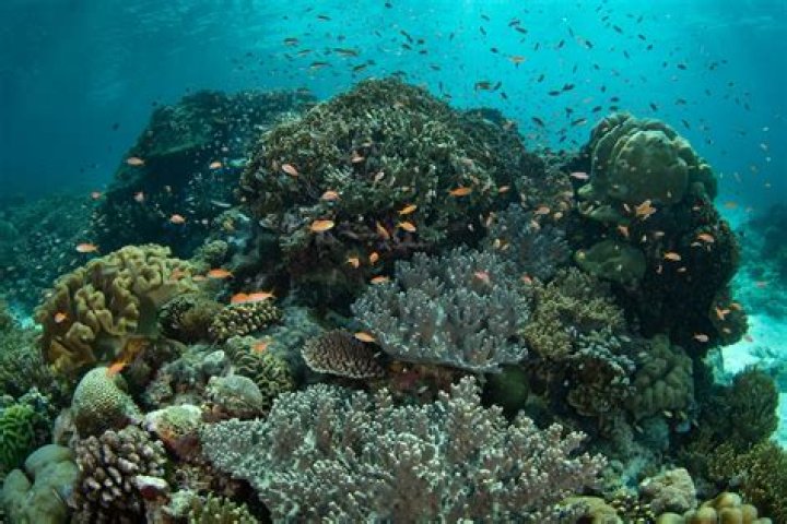 Who is coral reefs?