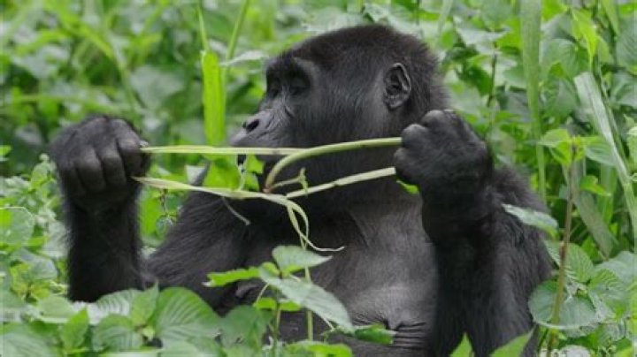 Who is monkeying around?