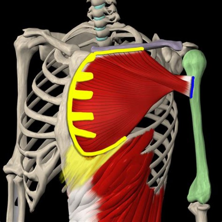 Who is pectoral muscle?