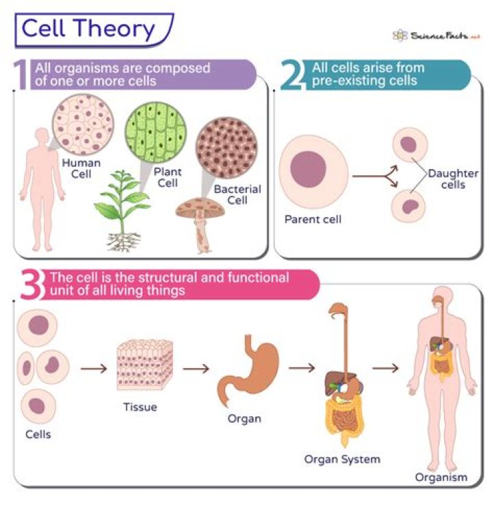 Who proposed cell theory what are its postulates?
