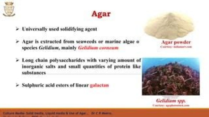 Who suggested the use of agar as solidifying agent?
