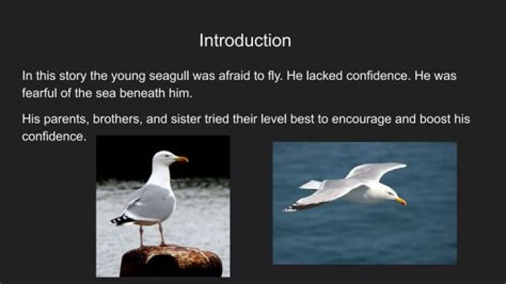 Who upbraided the young seagull and why?