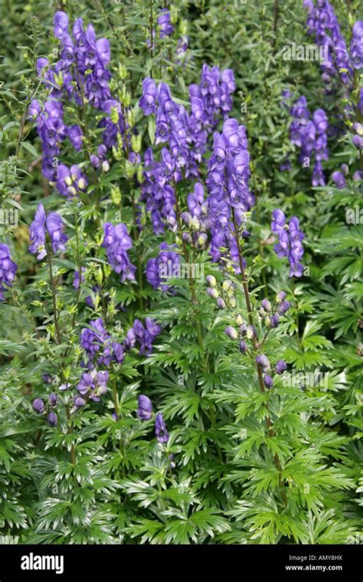 Why aconite is called monkshood?
