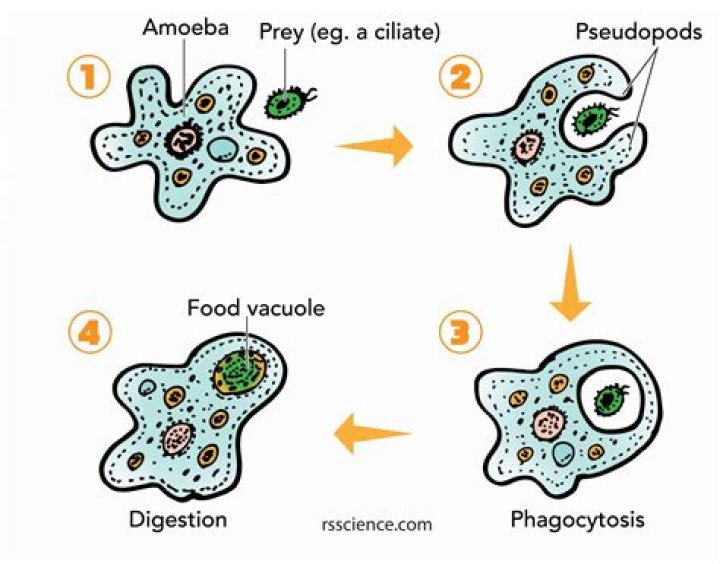 Why are amoebas heterotrophic?
