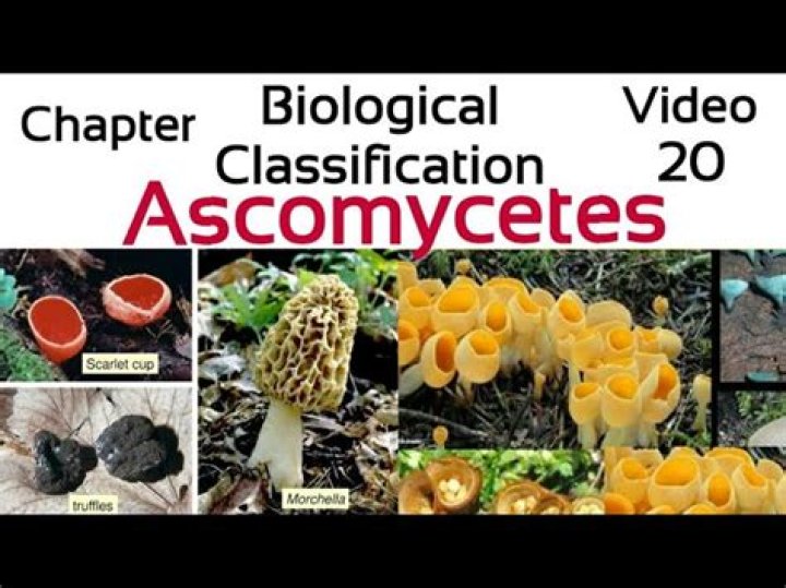Why are ascomycetes commonly called sac fungi?